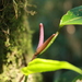 Anthurium longicuspidatum Engl. 2