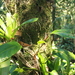 Anthurium longicuspidatum Engl.