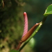 Anthurium longicuspidatum Engl. 3