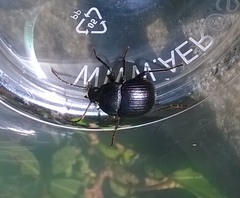 Accanthopus velikensis