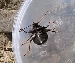 Accanthopus velikensis