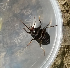 Accanthopus velikensis