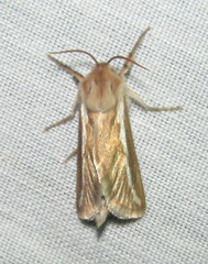Eudalaca semicana