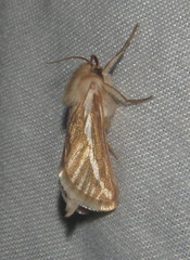 Eudalaca semicana