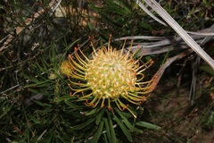 Leucospermum lineare