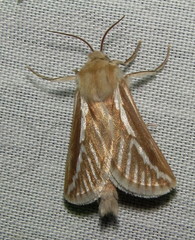 Eudalaca semicana