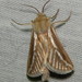 Eudalaca semicana - Photo (c) Ricky Taylor, some rights reserved (CC BY-NC), uploaded by Ricky Taylor