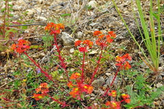Euphorbia petrophila
