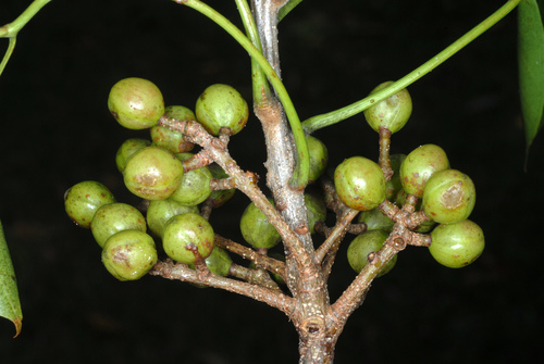 gumbo limbo (Bursera simaruba)