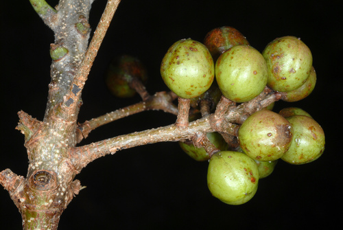 Bursera simaruba