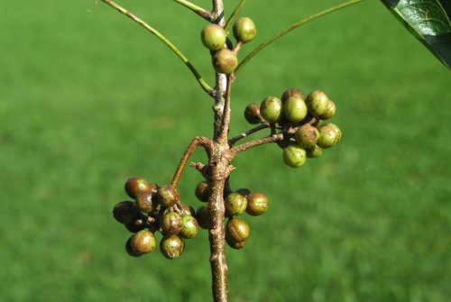 Bursera simaruba