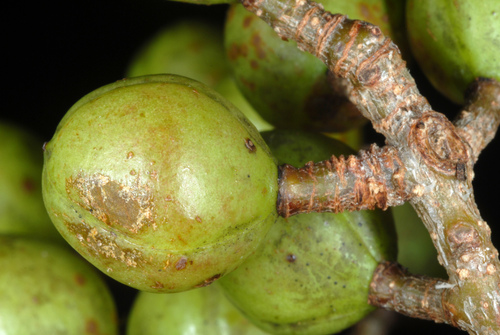 Bursera simaruba