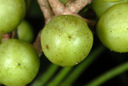 Bursera simaruba