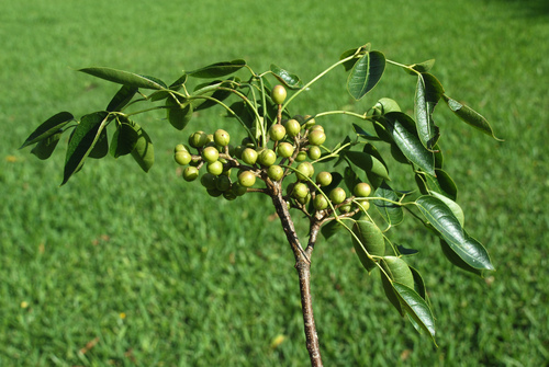 Bursera simaruba