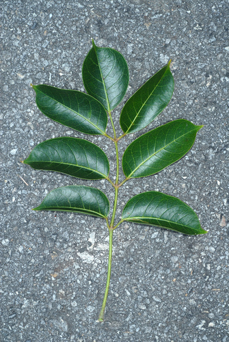 Bursera simaruba