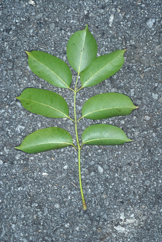 Bursera simaruba