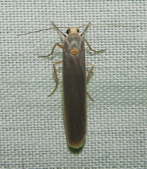 Sozusa scutellata