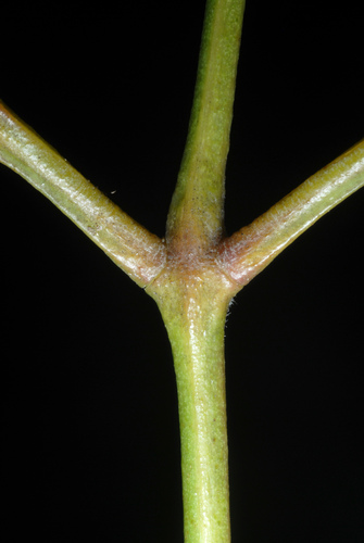 Bursera simaruba