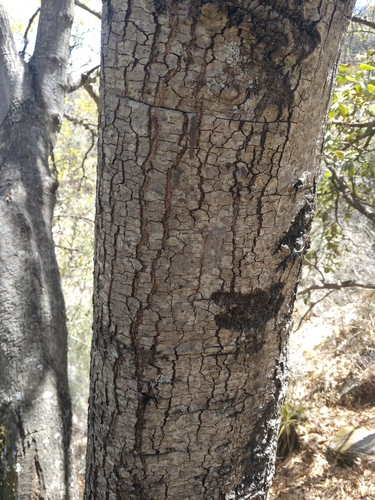Quercus grahamii