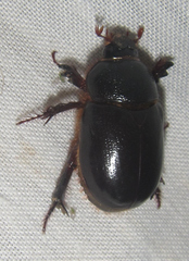 Temnorhynchus