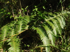 Cyathea horrida