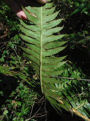 Cyathea horrida