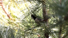 Poecile sclateri
