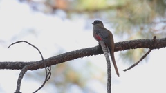 Trogon mexicanus