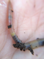 Aporrectodea caliginosa