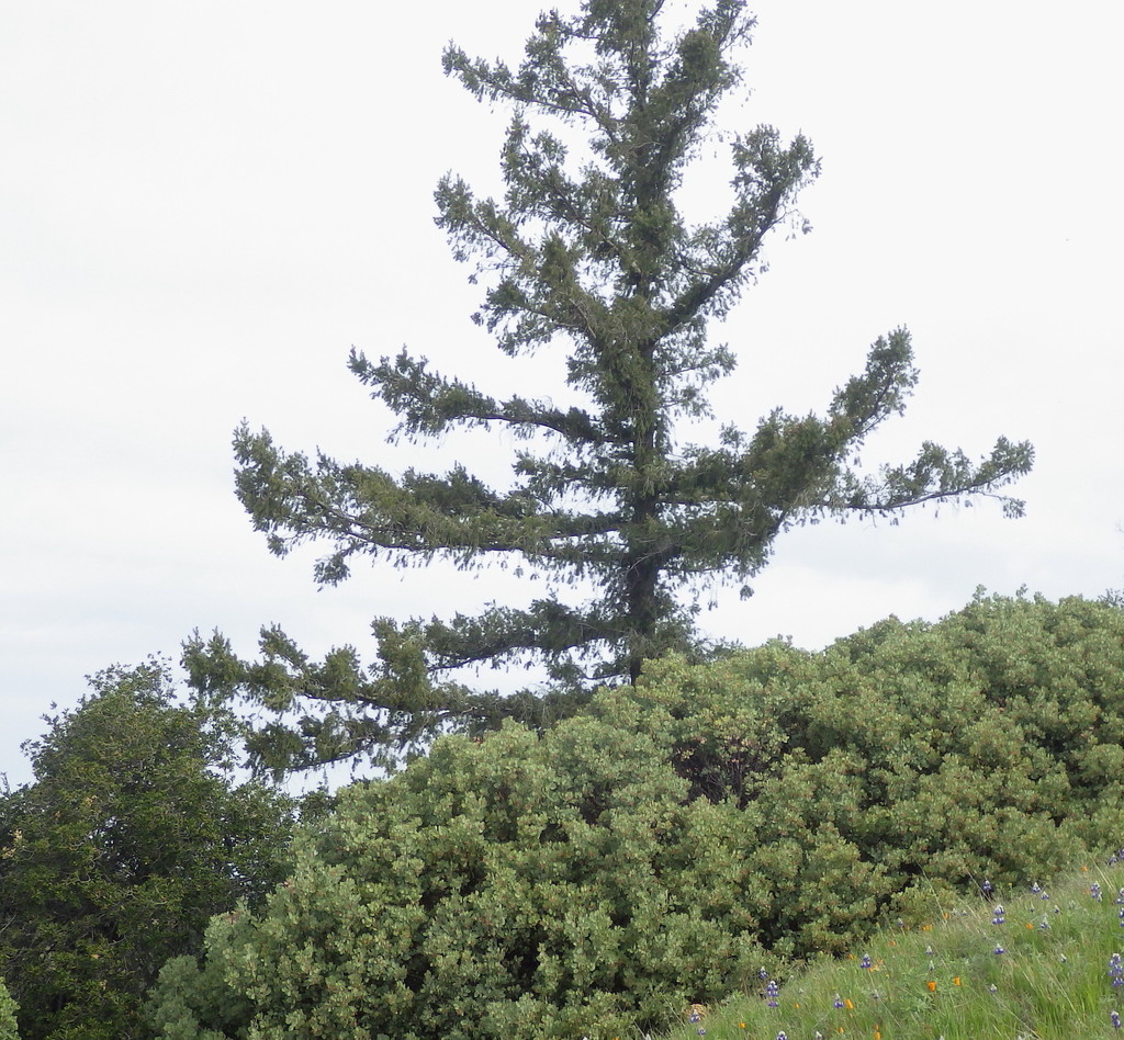 Bigcone Douglas-fir from Santa Barbara County, CA, USA on March 19 ...