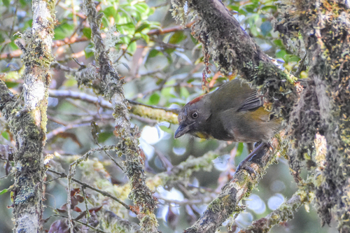 Rufous-naped Bellbird (Aleadryas rufinucha), photo 6