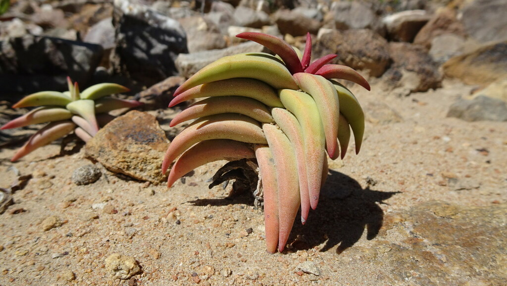Crassula congesta 2