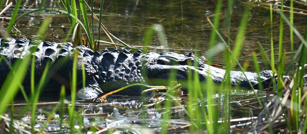 American Alligator From Port Aransas, Tx, Usa On November 18, 2023 At 