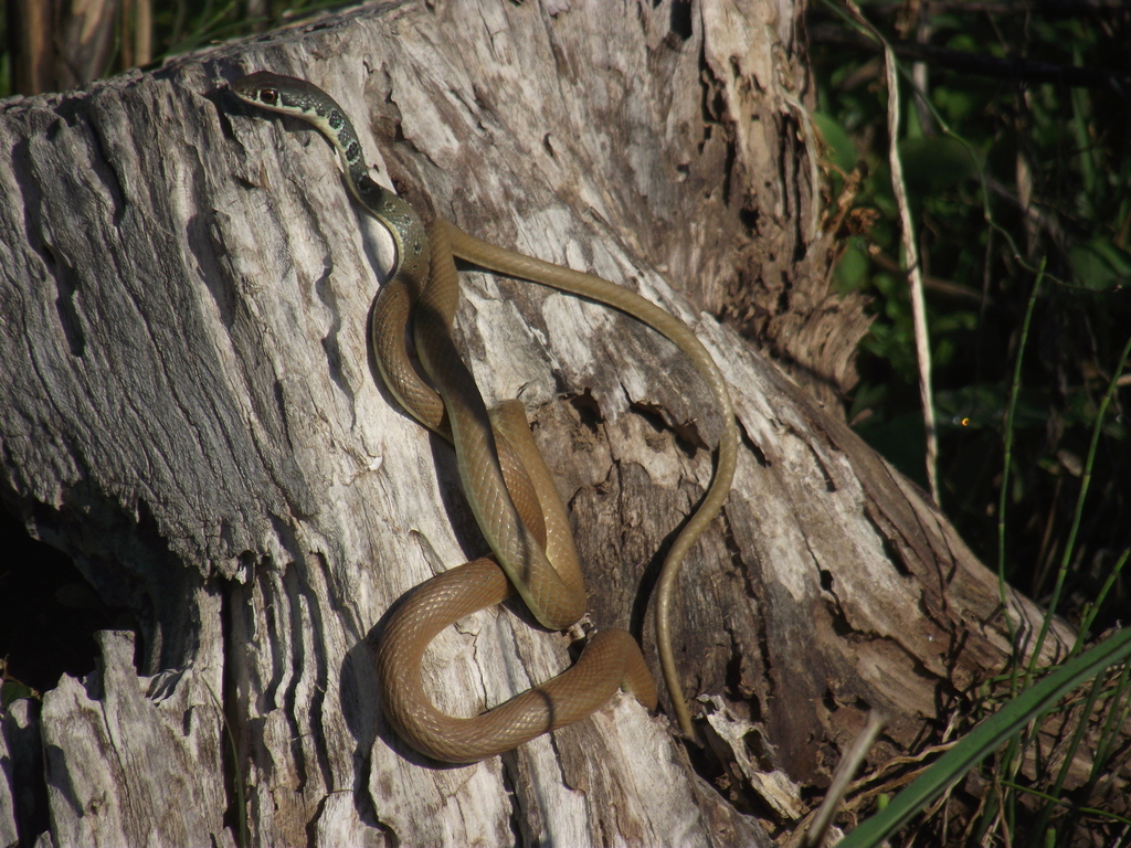 Dahl's Whip Snake from Peloponnese Region, Greece on May 7, 2023 at 09: ...