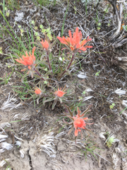 Castilleja chromosa
