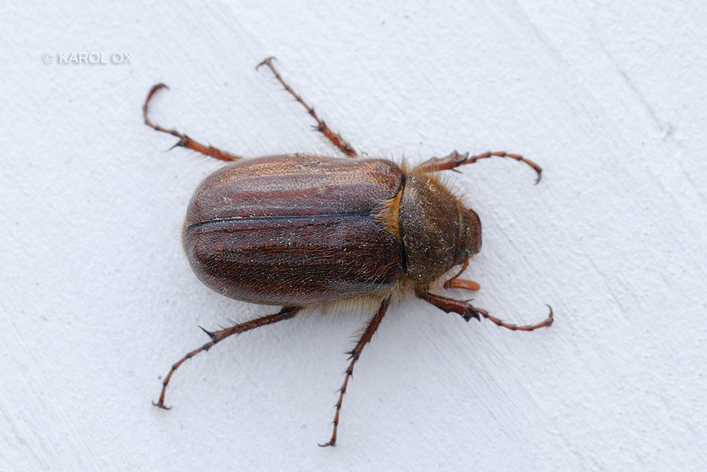 Holochelus vernus