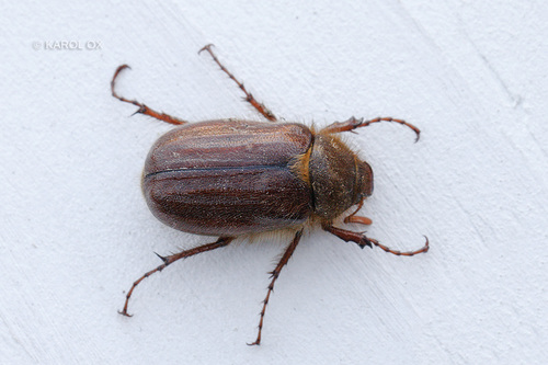 Holochelus vernus