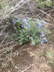 Mertensia oblongifolia