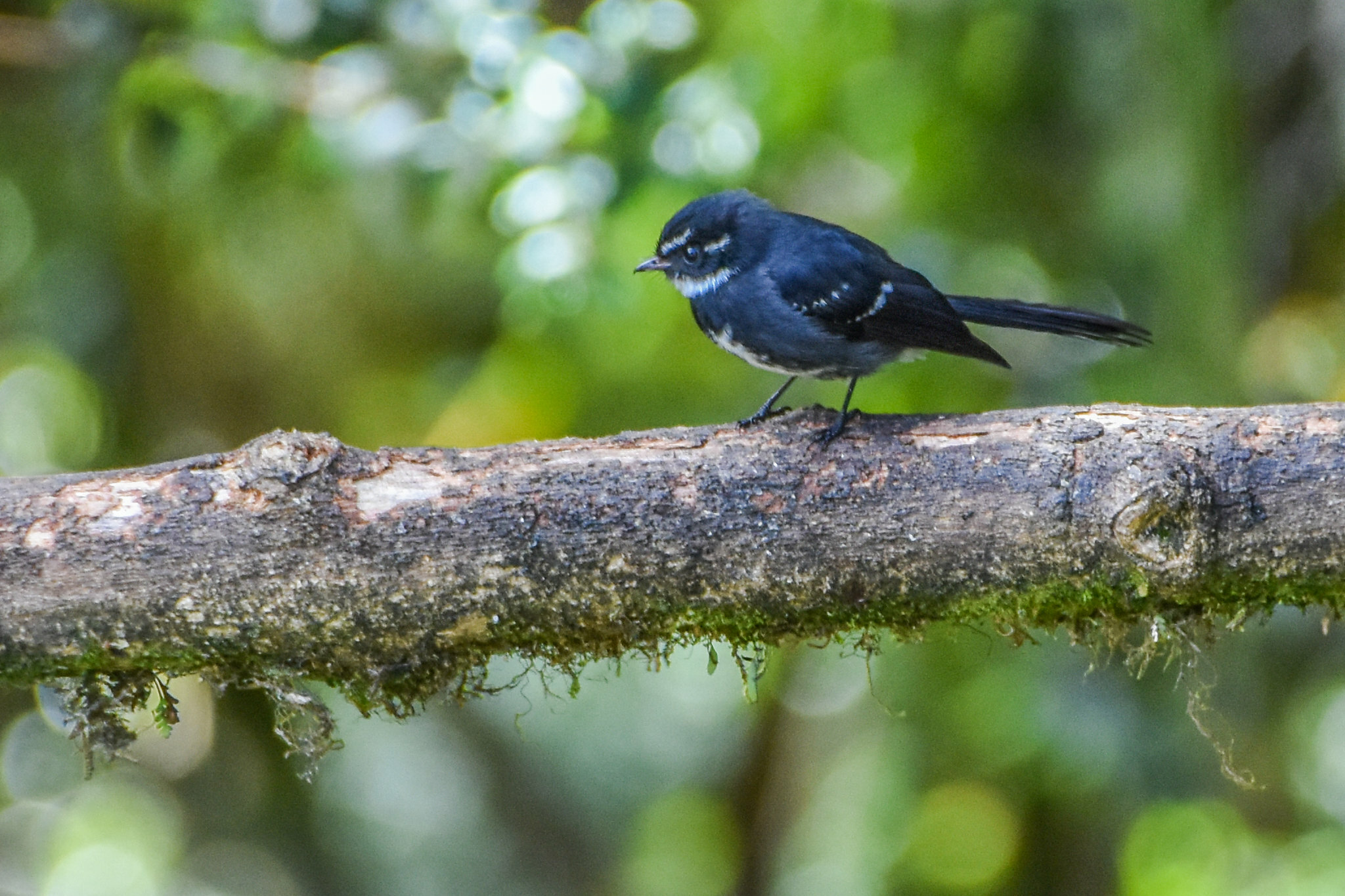 Friendly Fantail (Rhipidura albolimbata), photo 10