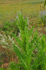 Onopordum tauricum