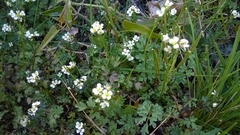 Cardamine graeca