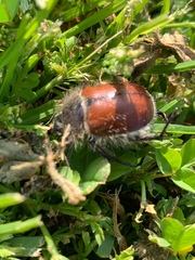 Paracotalpa