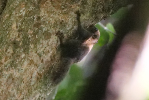 Philippine Pygmy Squirrel (Exilisciurus concinnus) — Least Concern Mammalia
