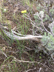 Lomatium triternatum