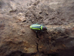 Enoplopactus ortizi