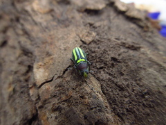 Enoplopactus ortizi