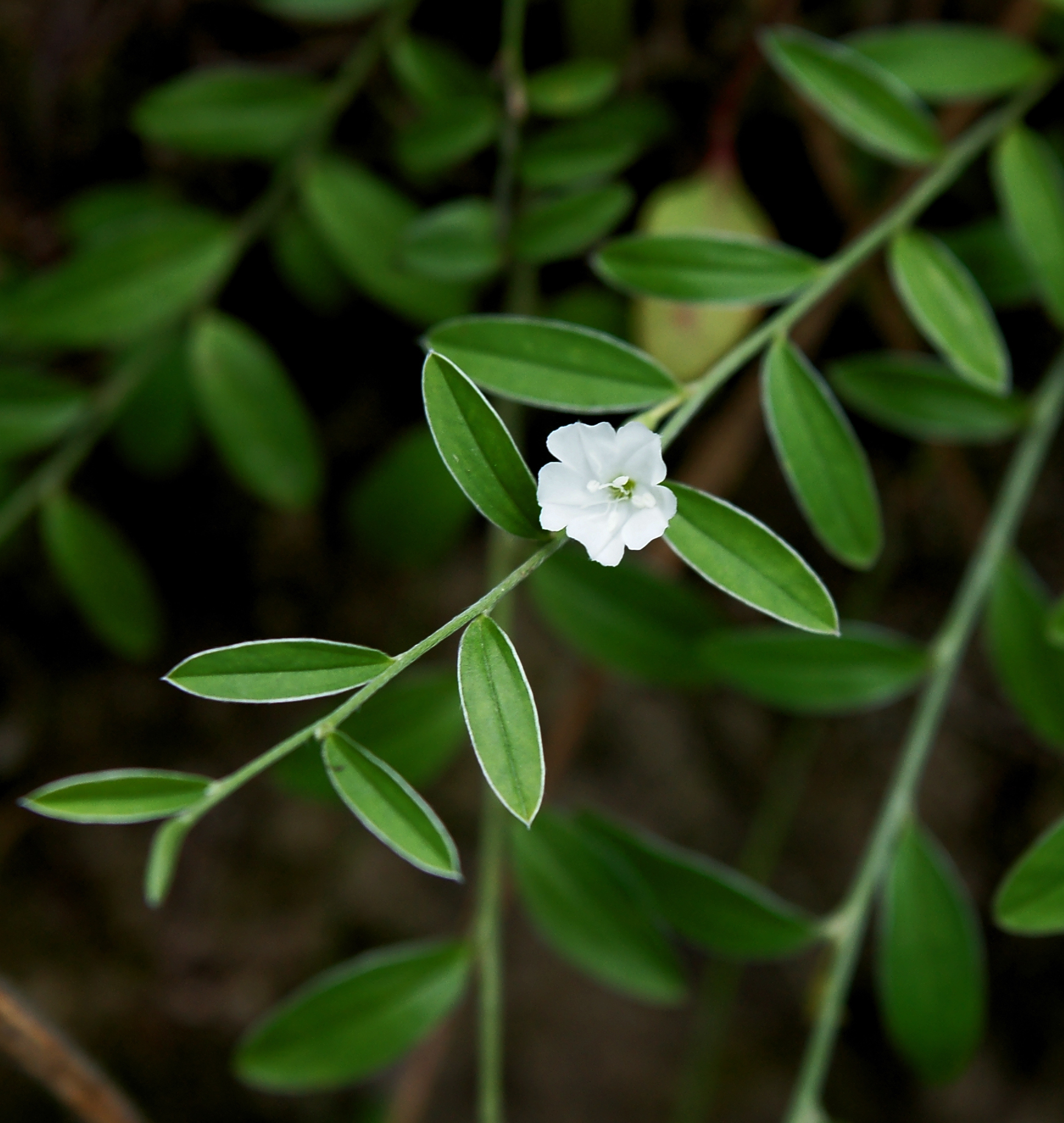 Evolvulus sericeus image