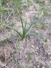 Toxicoscordion paniculatum
