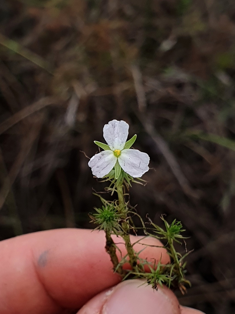 Mayaca kunthii (Mayaca kunthii)