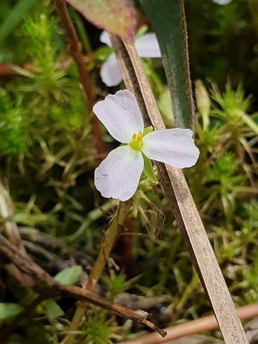 Image of Mayaca Kunthii (Mayaca kunthii) by (c) João Arthur Rabello, some rights reserved (CC BY)